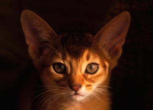 Chats : les Abyssins