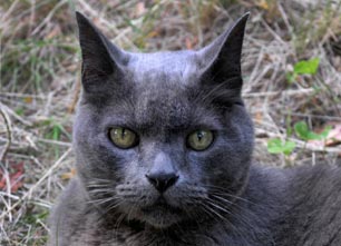 Chats : autres races