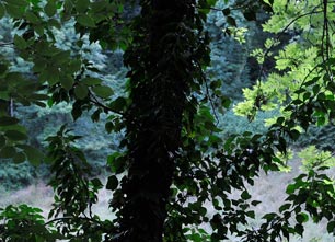 Arbres