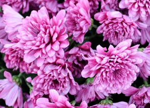 Flore : Symphonie en rose