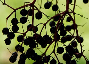 Fruits & légumes
