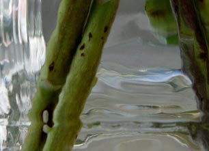 Jeux d'eau