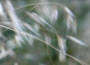 Plantes, herbes, brindilles...